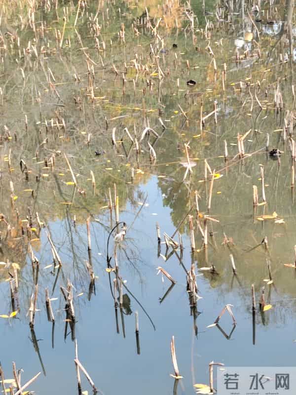 散文- 小雪闲记