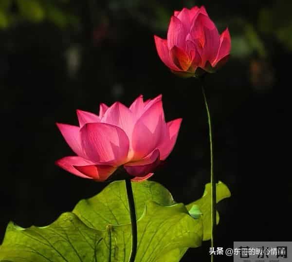 两性相处,中年女人最爱听的8句“心动话”,说对了感情更甜蜜