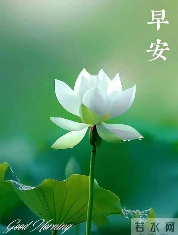 11月24日早上好 早上好图片最新今天 早安问候图片 早安暖心的句子