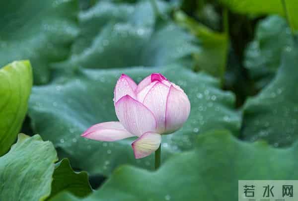 最好色的四大星座 表面正人君子,私下反差超大