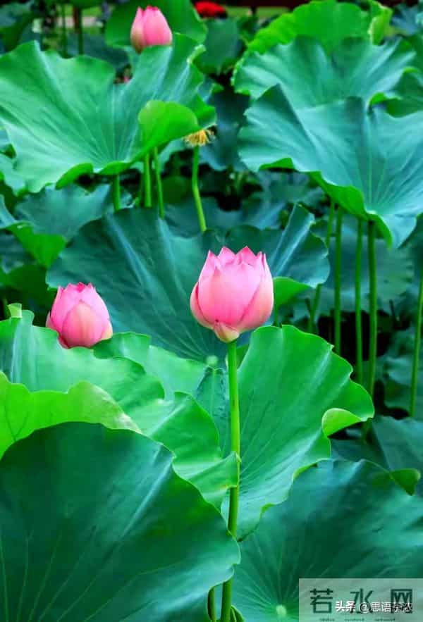 情感:女人真正爱你入骨的,才愿意对你暴露这两个隐私