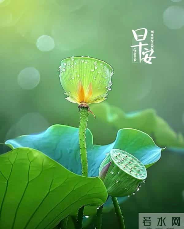 11月24日早上好 早上好图片最新今天 早安问候图片 早安暖心的句子