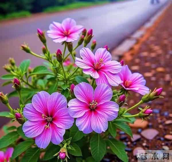 情感:女人真正爱你入骨的,才愿意对你暴露这两个隐私