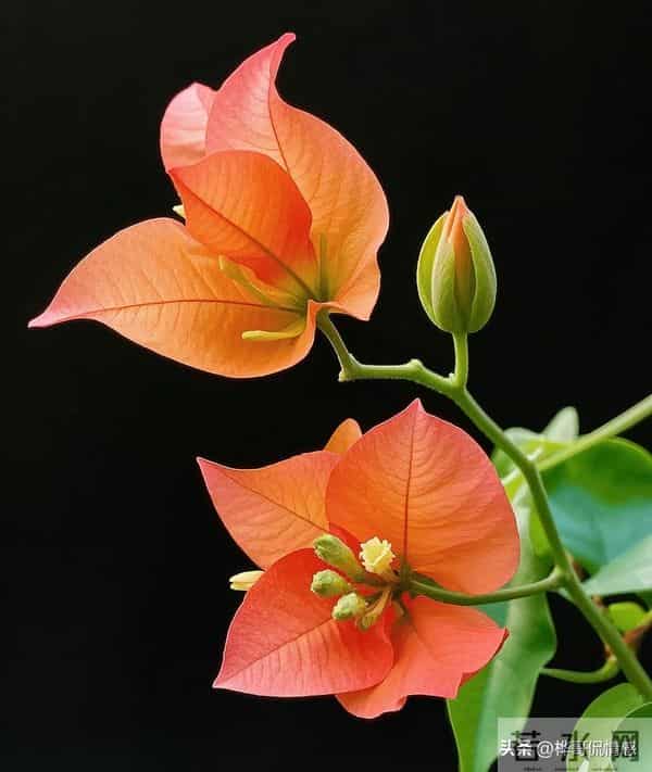 【情感爆文】转身回望来路时，才知生时为何哭