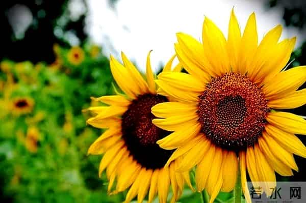 去女儿家带娃，女婿要求我每月交3000房租，我不吵不闹提三个要求