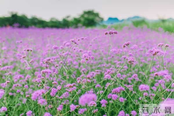 越是成熟的男人，越容易爱上“中年女人”：原因只有一个，很准