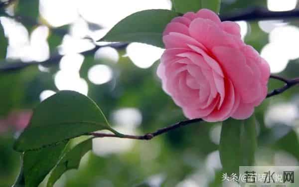 做亲家之前,撕破脸皮也要问清对方3件事,这不叫势力,是真聪明