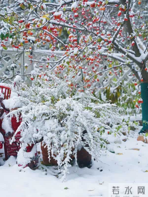 有个院子猫冬,是种幸福