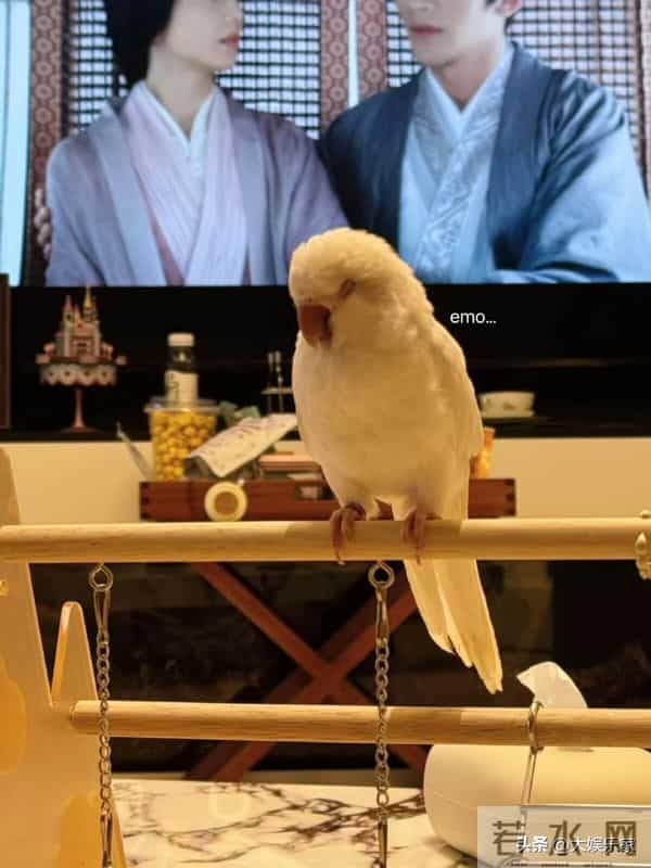 网传瓜是真的?赵露思回应进组!社交贴文更新吴露可逃CP粉都疯了