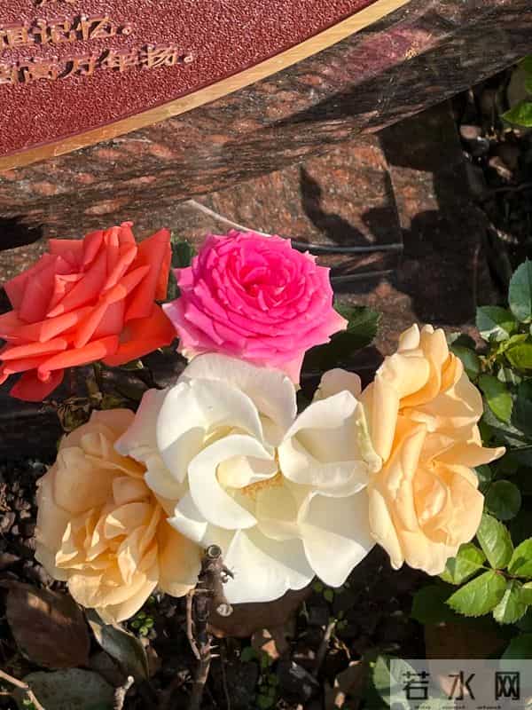 周洁上海墓地现状曝光!鲜花环绕很讲究,三个标志与李媛媛差别大