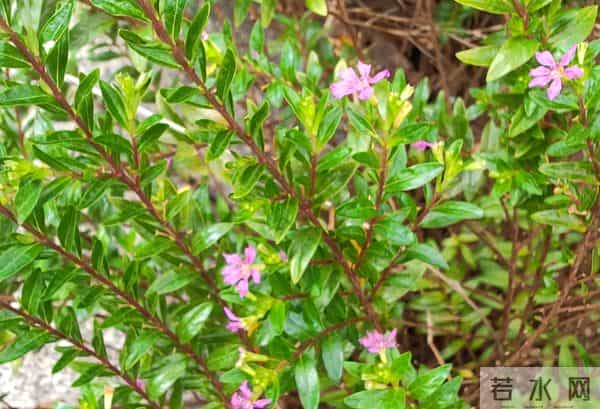 为何直播带货会下降?为何网友会质疑?喜梅妈妈到底做错了什么?