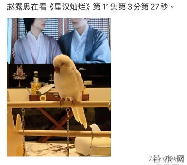 网传瓜是真的?赵露思回应进组!社交贴文更新吴露可逃CP粉都疯了