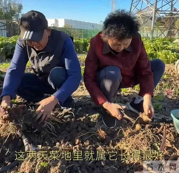 梅婷别墅请客烤肉,儿女上镜卖萌,丈夫却成最大“亮点”