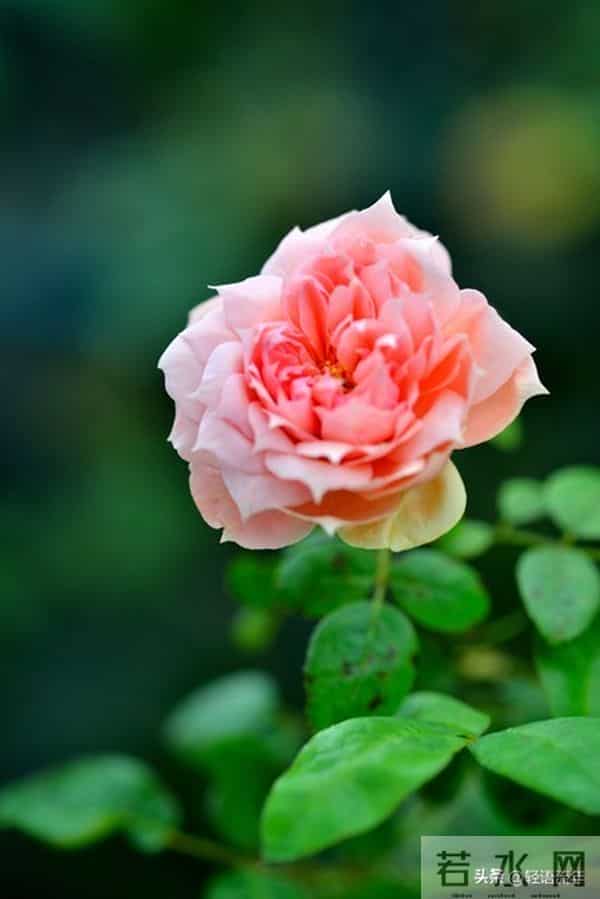 从我家五年的变化,明白一个真相:儿媳,就是一个家庭最好的风水