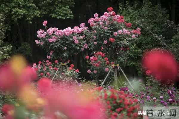 过得好的女人,藏不住“无戾气”的面相