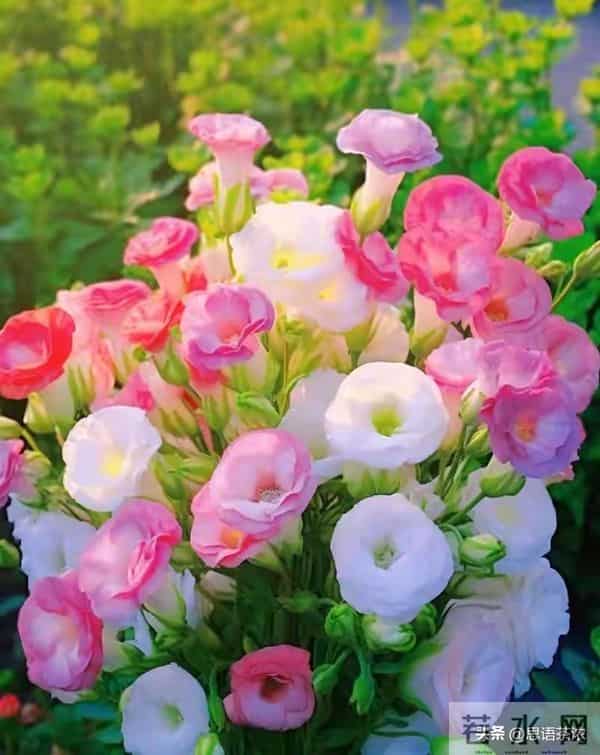 情感：人到70岁80岁，如果还想活20一30年，必须记住这5句话