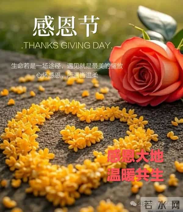 感恩到心,感谢有你,感恩如花开,岁月皆温柔