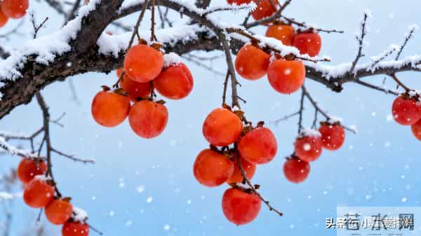 青瓦凝霜,白墙映雪。雪落无声,心逐流年