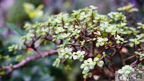 女儿被裁在家,姑姐让我女儿去照顾她婆婆,每月5000我直接拒绝了