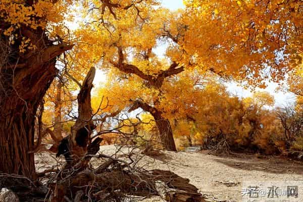 岁末浅冬暖,往事皆温柔:这一年的美好你还记得吗?