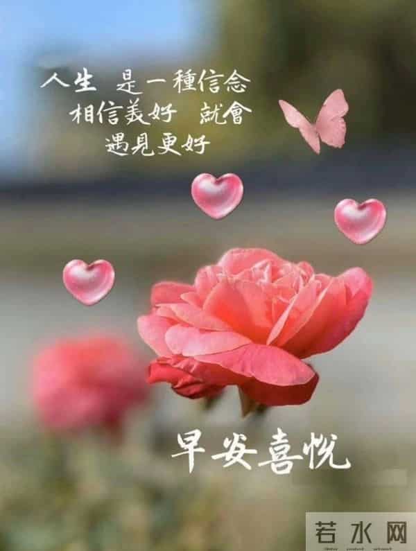 晨光里的花与早安