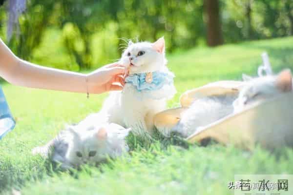 2026：命运王牌，花落谁家？