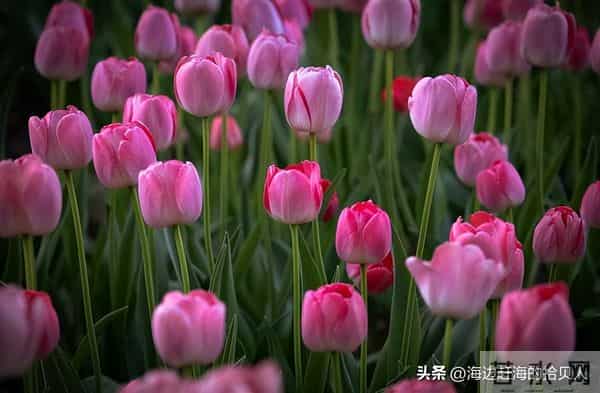 男人最宠的永远是这种女孩：情绪价值拉满的相处之道