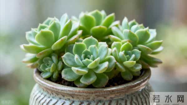 女儿被裁在家,姑姐让我女儿去照顾她婆婆,每月5000我直接拒绝了