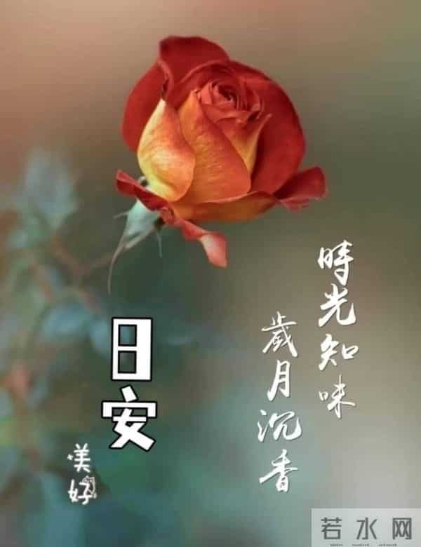 晨光里的花与早安