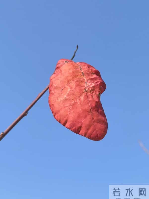 散文-世间所有的遇见,都值得感恩。好是恩情,坏是提醒