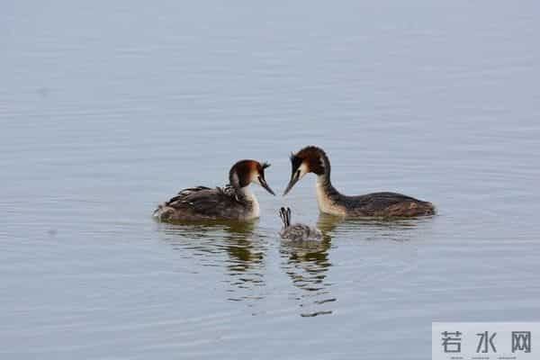 太精辟了！人生有六种恩情，终生不能忘