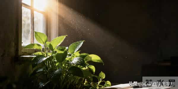 心向暖阳,步履不停:你的态度决定人生高度