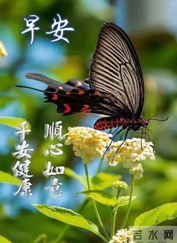 与晨光相拥,道一声温柔早安