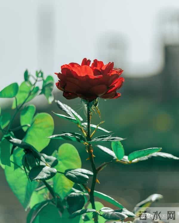 从我家五年的变化,明白一个真相:儿媳,就是一个家庭最好的风水