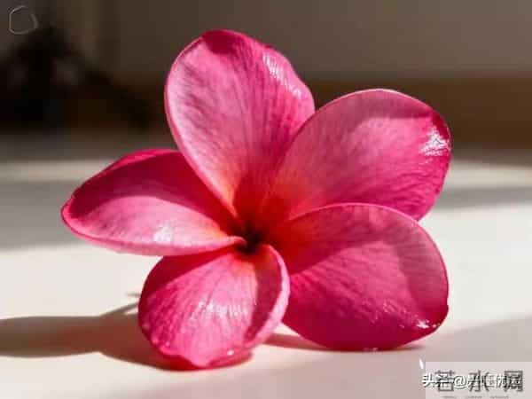 男人要想延年益寿，与身边的女人有很大关系，要尽量娶这样的妻子