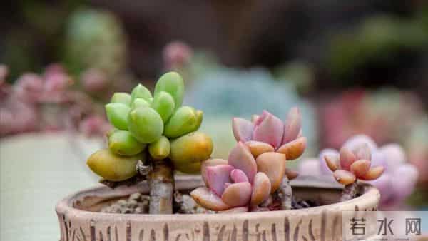 老伴想把孙子户口落我家，得知我把房子过户给了女儿，她转身走人