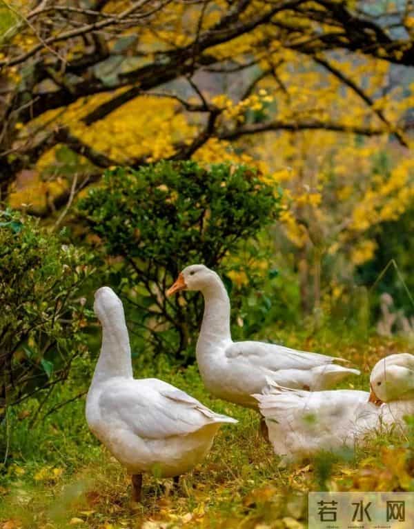 退休后,只想找个院子,不争、不赶、不卷