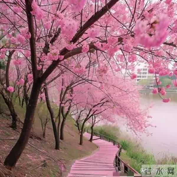 如果你已经六十岁了,每天还胡思乱想活在焦虑里,看看下面文字