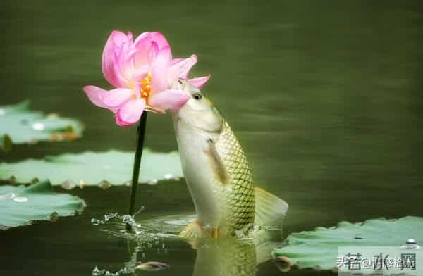 当你刷到我，就证明你要迎接大运了，祝愿你一帆风顺，好事连连