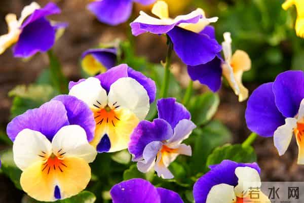 异性相处时,女人经常说这三句话,言外之意:我喜欢你