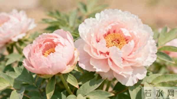 如果你已经六十岁,请看完此文,一定对你有所帮助,