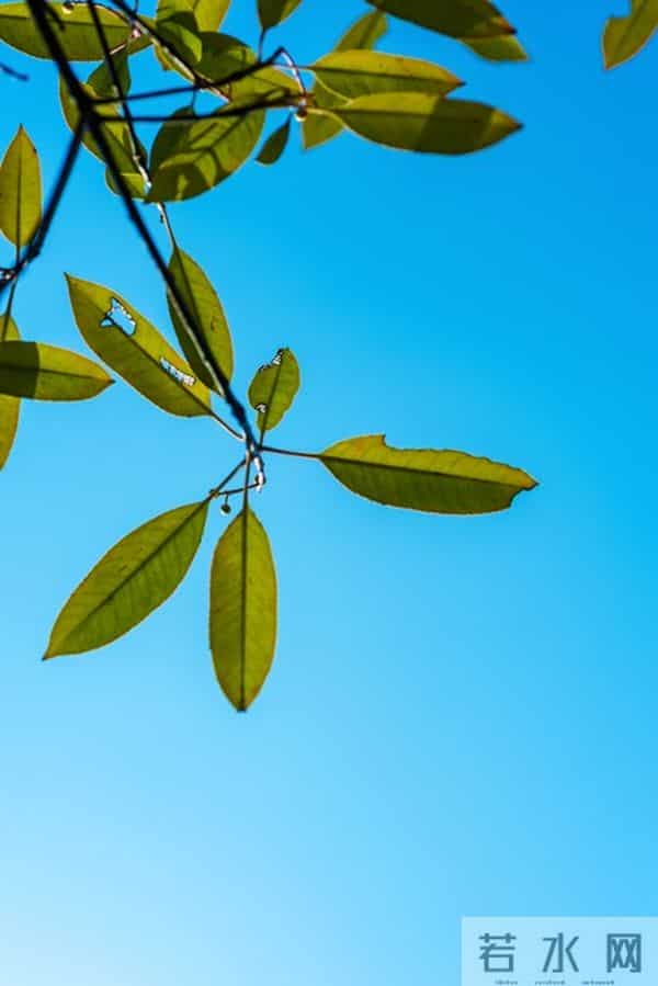 从小到大都很聪明,智商一直都在线的星座