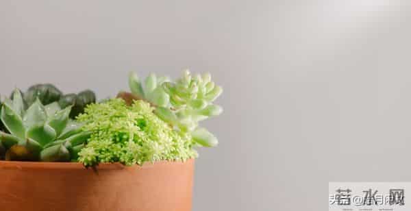 致所有爸妈:愿娃一生,平安有底气,顺遂有光亮