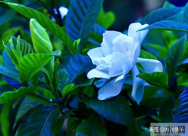 婚姻中，即便对方再优秀、再帅气，都不如找个对你依赖较少的配偶