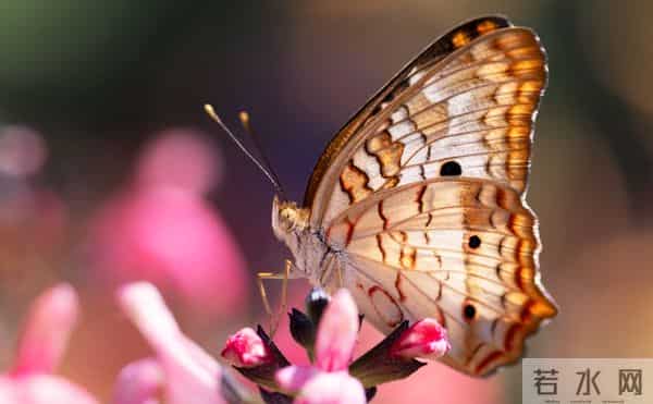 处女座近期感情&财运播报:钱来敲门,烂桃花快溜!