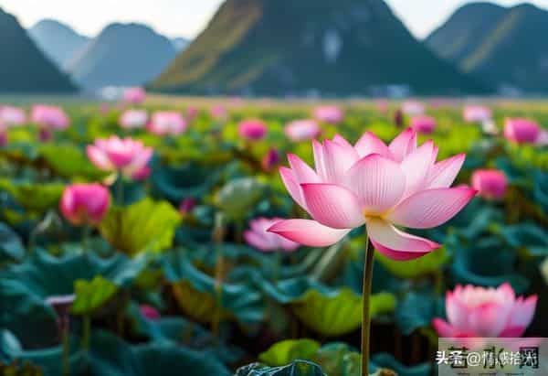 当你刷到我，就证明你要迎接大运了，祝愿你一帆风顺，好事连连