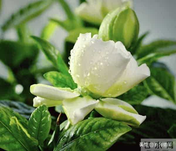 婚姻中，即便对方再优秀、再帅气，都不如找个对你依赖较少的配偶