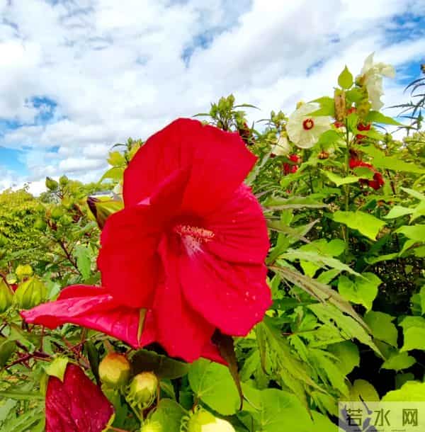 你走进我心里,夺走了我一辈子的相思