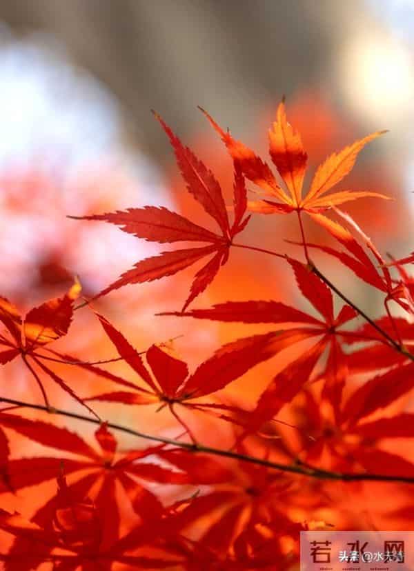 人老了,最嫌弃你的人是谁?主要有三人,看完你就明白了