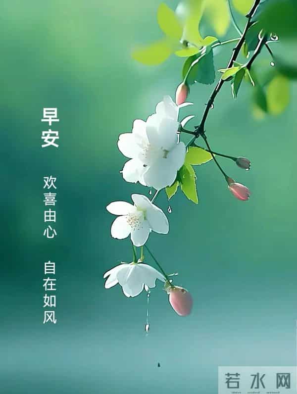 11月27日早上好 早上好清新淡雅图片 早安问候图片最新今天